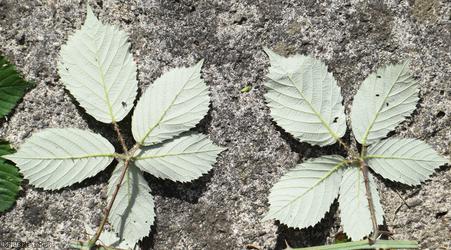 Lamburn Bramble
