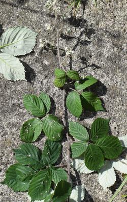 Lamburn Bramble