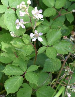 Red-tinted Bramble