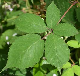 Red-tinted Bramble