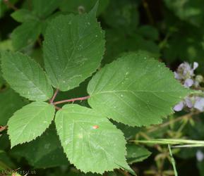 Red-tinted Bramble