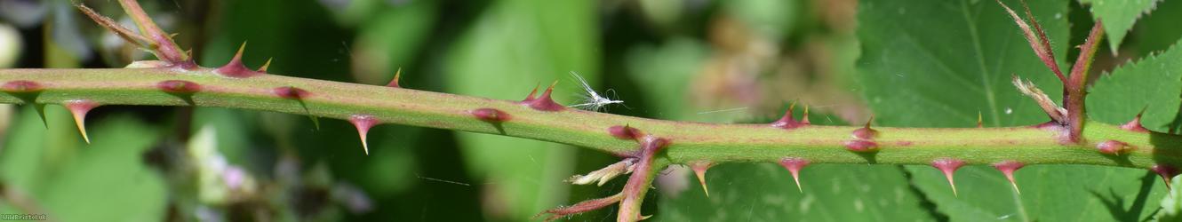 Red-tinted Bramble