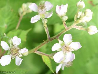 Red-tinted Bramble