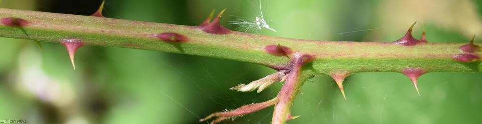 Red-tinted Bramble