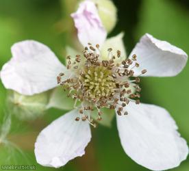 Red-tinted Bramble