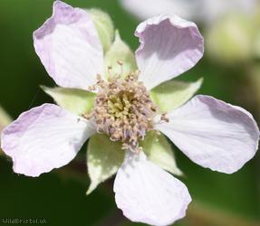 Red-tinted Bramble