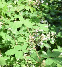 Red-tinted Bramble