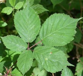Red-tinted Bramble