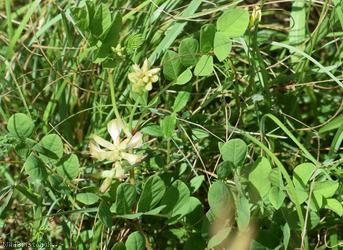 Wild Liquorice