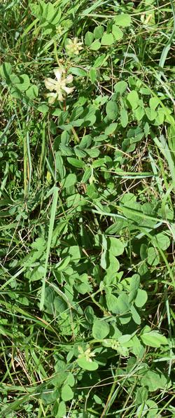 Wild Liquorice