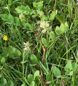 Wild Liquorice
