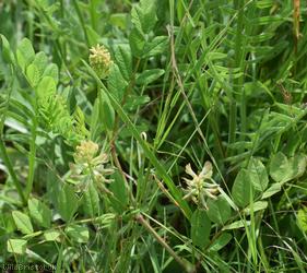 Wild Liquorice