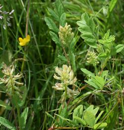 Wild Liquorice