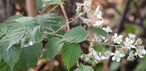 Rubus cissburiensis