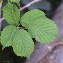 Rubus cissburiensis