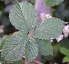 Rubus cissburiensis