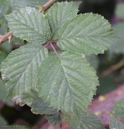 Rubus cissburiensis
