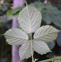 Rubus cissburiensis