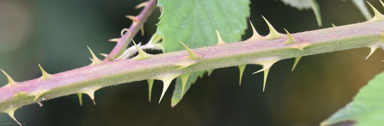 Rubus cissburiensis