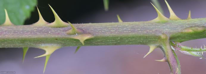 Rubus cissburiensis