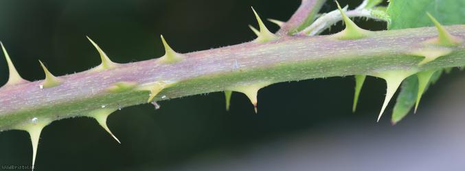 Rubus cissburiensis