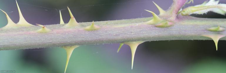 Rubus cissburiensis