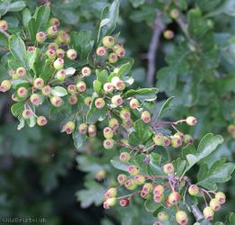 image for Common Hawthorn type 95