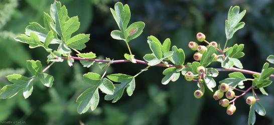 Common Hawthorn type 95