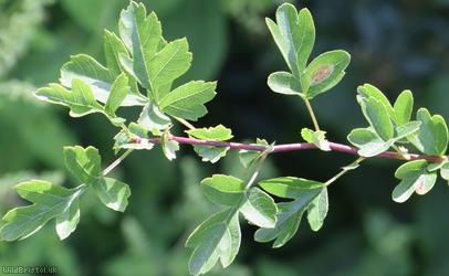 Common Hawthorn type 95