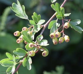 Common Hawthorn type 95