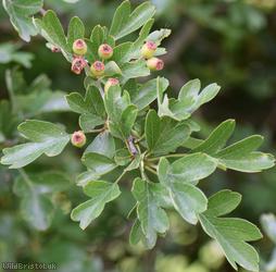 Common Hawthorn type 95