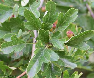 Common Hawthorn type 95