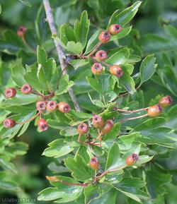 image for Common Hawthorn type 96