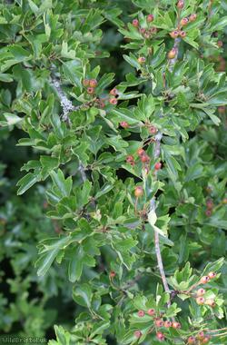 Common Hawthorn type 96