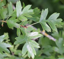 Common Hawthorn type 96