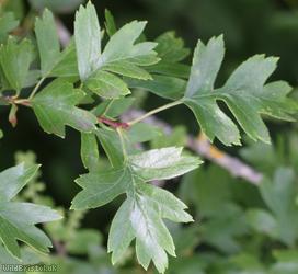 Common Hawthorn type 96