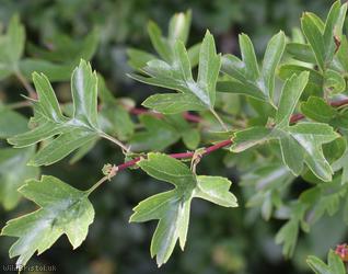 Common Hawthorn type 96