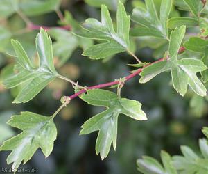 Common Hawthorn type 96