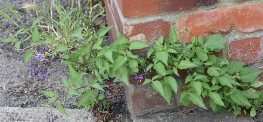 image for Woody Nightshade