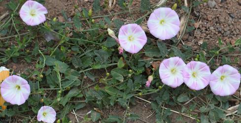 Field Bindweed