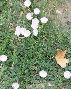 Field Bindweed
