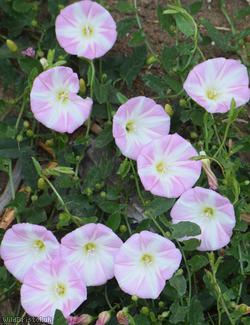Field Bindweed