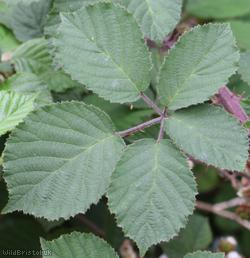 image for Rubus series Vestiti