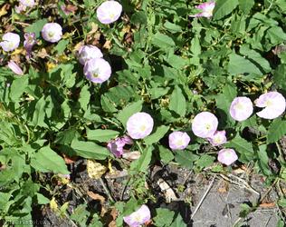 Field Bindweed