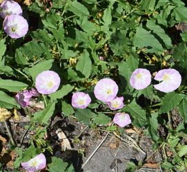 Field Bindweed