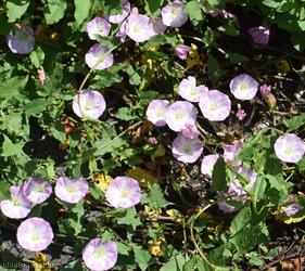 Field Bindweed