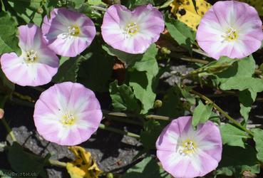 Field Bindweed