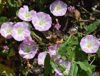 Field Bindweed