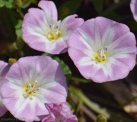 Field Bindweed