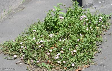 Field Bindweed